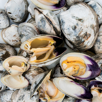 Svájcivitamin.hu - B12 vitamin